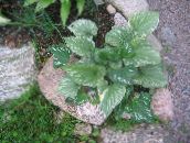 φωτογραφία Φυτά κήπου Σιβηρίας Bugloss, Ψευδή Ξεχνάμε-Me-Not, Αιώνιο Ξεχνάμε-Me-Not διακοσμητικό-φυλλοβόλα, Brunnera πράσινος