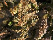 fotografie Záhradné rastliny Nový Zéland Mosadzné Gombíky dekoratívne a listnaté, Cotula leptinella, Leptinella squalida hnedý