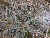 kuva Puutarhakasvit Uusi-Seelanti Messinki Painikkeet koristelehtikasvit, Cotula leptinella, Leptinella squalida kultainen