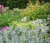 foto Le piante da giardino Orecchie Di Agnello ornamentali a foglia, Stachys d'oro