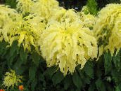 zdjęcie Ogrodowe Rośliny Amaranthus Tricolor dekoracyjny-liście, Amaranthus-Tricolor żółty