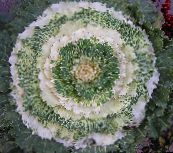 fotografie Zahradní rostliny Kvetoucí Zelí, Kapusta Okrasných, Collard, Cole dekorativní-listnaté, Brassica oleracea bílá