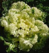 foto Trädgårdsväxter Blommande Kål, Prydnads Grönkål, Collard, Cole dekorativbladiga, Brassica oleracea gul