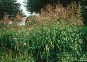 fotografie Plante de Gradina Bluestem Mare, Turkeyfoot cereale, Andropogon verde