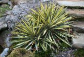 ფოტო ბაღის მცენარეები Adam ნემსი, Spoonleaf იუკა, ნემსი პალმის დეკორატიული და ფოთლოვანი, Yucca filamentosa მრავალფერიანი