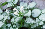 foto Trädgårdsväxter Döda Nässlor, Prickiga Döda Nässlor dekorativbladiga, Lamium-maculatum vit