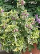 fotografie Záhradné rastliny Mŕtvy Žihľava, Všimol Mŕtva Žihľava dekoratívne a listnaté, Lamium-maculatum pestrofarebný