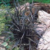 kuva Puutarhakasvit Lilja-Turvetta, Käärmeen Parta, Musta Lohikäärme, Musta Mondo Ruoho koristelehtikasvit, Ophiopogon kultainen