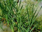 ფოტო  ფოთლოვანი Cattail, ტოტორათი, კაზაკთა Asparagus, დროშები, ლერწამი ჯავზი, ჯუჯა Cattail, მოხდენილი Cattail წყლის მცენარეები, Typha მწვანე