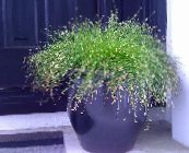 bilde  Fiberoptisk Gress, Salt Myr Bulrush vannplanter, Isolepis cernua, Scirpus cernuus grønn