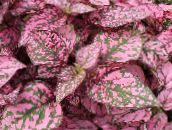 fotografija Vrtne Rastline Polka Dot Rastlina, Sončne Pege Obraz okrasna listnata, Hypoestes različnih barv