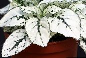 blanco Planta De Lunares, Pecas Cara Decorativo-Foliáceo