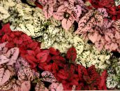 sarkans Polka Dot Augs, Izraibināt Seja Lapu Dekoratīvie Augi