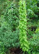 zelena Dioscorea Caucasica Ukrasno Lisnata