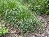 フォト 園芸植物 タフトヘア草（金色の毛草） コーンフレーク, Deschampsia caespitosa 薄緑