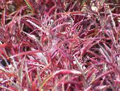 foto Trädgårdsväxter Alternanthera dekorativbladiga röd