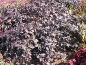 zdjęcie Ogrodowe Rośliny Alternanthera dekoracyjny-liście jak wino
