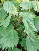 緑色 偽イラクサ、日本カラムシ 緑豊かな観葉植物