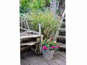 fotoğraf Bahçe Bitkileri Pheasant Kuyruğu Otu, Tüy Çimen, Yeni Zelanda Rüzgar Çimen hububat, Anemanthele lessoniana, Stipa arundinacea açık yeşil