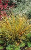 foto Tuinplanten Fazant Staart Van Gras, Veer Gras, Nieuw Zeeland Wind Gras granen, Anemanthele lessoniana, Stipa arundinacea rood