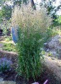 fotografie Záhradné rastliny Perie Tŕstia, Pruhované Perie Rákosie traviny, Calamagrostis zelená