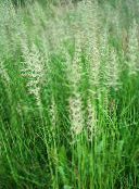 照片 园林植物 羽芦苇草，条纹毛苇 谷物, Calamagrostis 绿