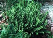 снимка Градински цветя Woodsia папратовидни зелен