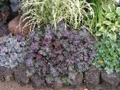foto Plantas de jardín Heuchera, Flor De Coral, Las Campanas De Coral, Alumroot decorativo-foliáceo púrpura