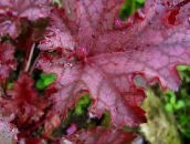 foto Le piante da giardino Heuchera, Fiore Di Corallo, Le Campane Di Corallo, Alumroot ornamentali a foglia rosso