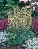 foto Trädgårdsväxter Heuchera, Korall Blomma, Korall Klockor, Alumroot dekorativbladiga grön