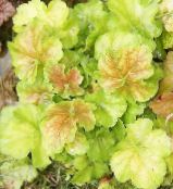 foto Gartenpflanzen Heuchera, Korallenrote Blumen, Korallen Glocken, Alumroot dekorative-laub hell-grün