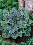 foto Trädgårdsväxter Heuchera, Korall Blomma, Korall Klockor, Alumroot dekorativbladiga mörk-grön