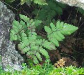 ფოტო ბაღის მცენარეები კირქვის მუხა გვიმრა, სურნელოვანი მუხა Fern გვიმრები, Gymnocarpium მწვანე