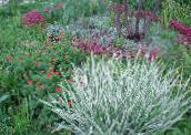 fotografija Vrtne Rastline Trak Trava, Reed Čužka, Podveze Vrtnarja žito, Phalaroides različnih barv