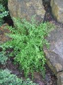 照片 园林植物 干草香味蕨 蕨类植物, Dennstaedtia 绿