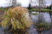 zdjęcie Ogrodowe Rośliny Tsitsaniya Wody (Dziki Ryż) zboża, Zizania aquatica jasno-zielony
