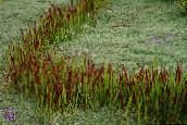 foto Tuinplanten Cogon Gras, Satintail, Japanse Bloed Gras granen, Imperata cylindrica rood