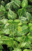 フォト 園芸植物 血液の葉、鶏砂嚢 緑豊かな観葉植物, Iresine 緑色