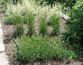foto Vrtne Biljke Plavozelene Kose Travu, Velika Plava Lipnja Trave, Velika Plava Kosa Trave, Koeleria zelena