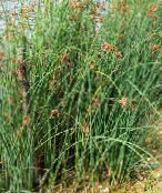 foto  Den Sanna Säv vattenväxter, Scirpus lacustris grön