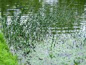 photo  Le Vrai Scirpe les plantes de l'eau, Scirpus lacustris vert