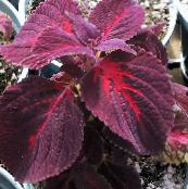 фото Садовые Растения Колеус гибридный декоративно-лиственные, Coleus бордовый