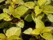 снимка Градински цветя Coleus, Пламък Коприва, Боядисани Коприва декоративни листни жълт