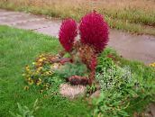 foto Le piante da giardino Kochia, Roveto Ardente, Cipresso Estate, Fireweed Messicano, Belvedere ornamentali a foglia rosso