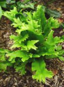 ფოტო ბაღის მცენარეები Hart ენა Fern გვიმრები, Phyllitis scolopendrium მწვანე
