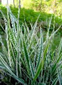 foto  Gestreepte Manna Gras, Riet Manna Gras waterplanten, Glyceria veelkleurig