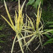 bilde  Stripete Manna Gress, Siv Manna Gress vannplanter, Glyceria gul