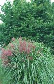 foto Plantas de jardín Eulalia, Hierba Doncella, Cebra Hierba, Silvergrass Chino cereales, Miscanthus sinensis verde
