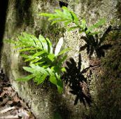 фото Бақша Өсімдіктер Millipede папоротник, Polypodium жасыл