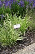 снимка Градински цветя Лилаво Moor Трева житни, Molinia caerulea зелен